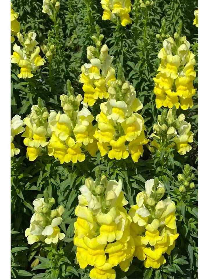 হলুদ স্ন্যাপড্রাগন Yellow Snapdragon
