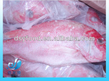 Frozen Red Snapper fish