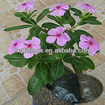 F1 Hybrid Periwinkle seeds for sowing