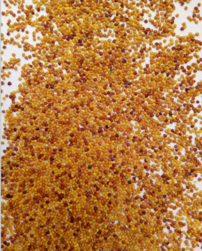 white clover seeds/Trifolium repens L seeds