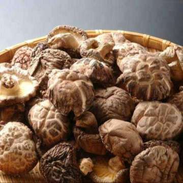 Export Dried Brown Flower Shiitake Mushroom