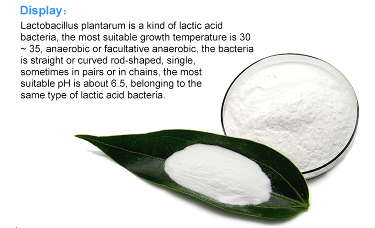 Shandong zhongke oem bulk probiotic powder