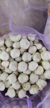 Mesh Bag Fresh Garlic