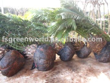 phoenix canariensis cold hardy big palm trees