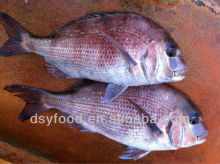Frozen Red Sea Bream Exporters