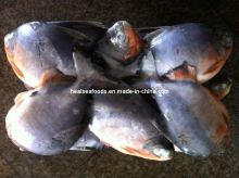 New Species Red Pomfret
