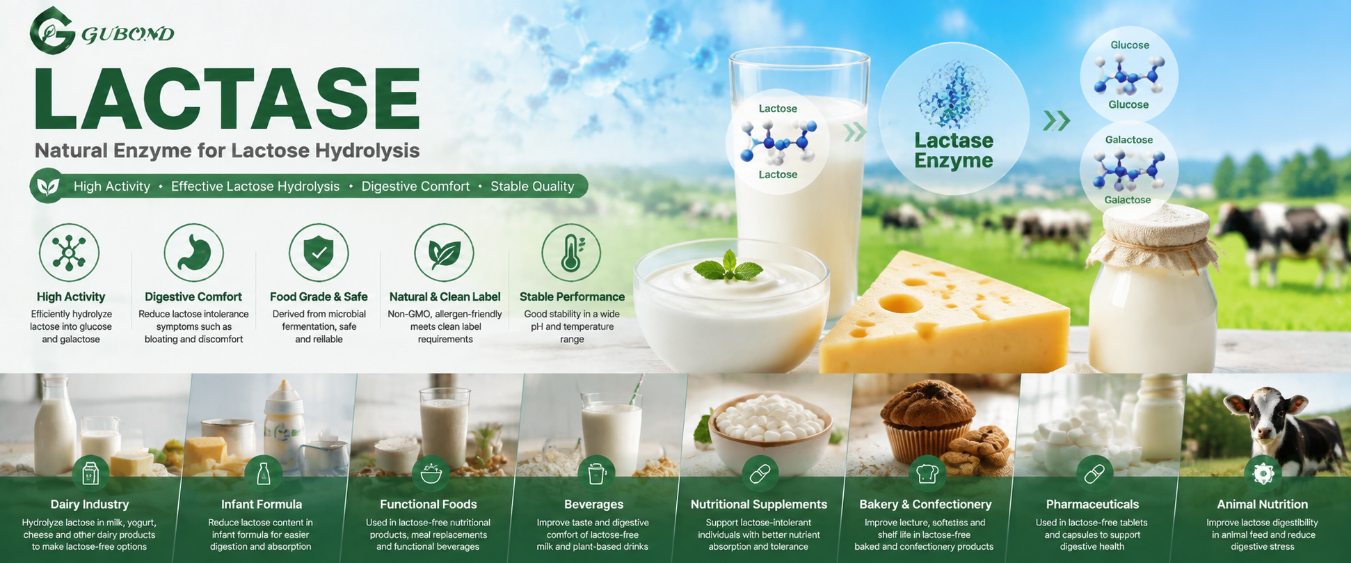 اللاكتاز Lactase