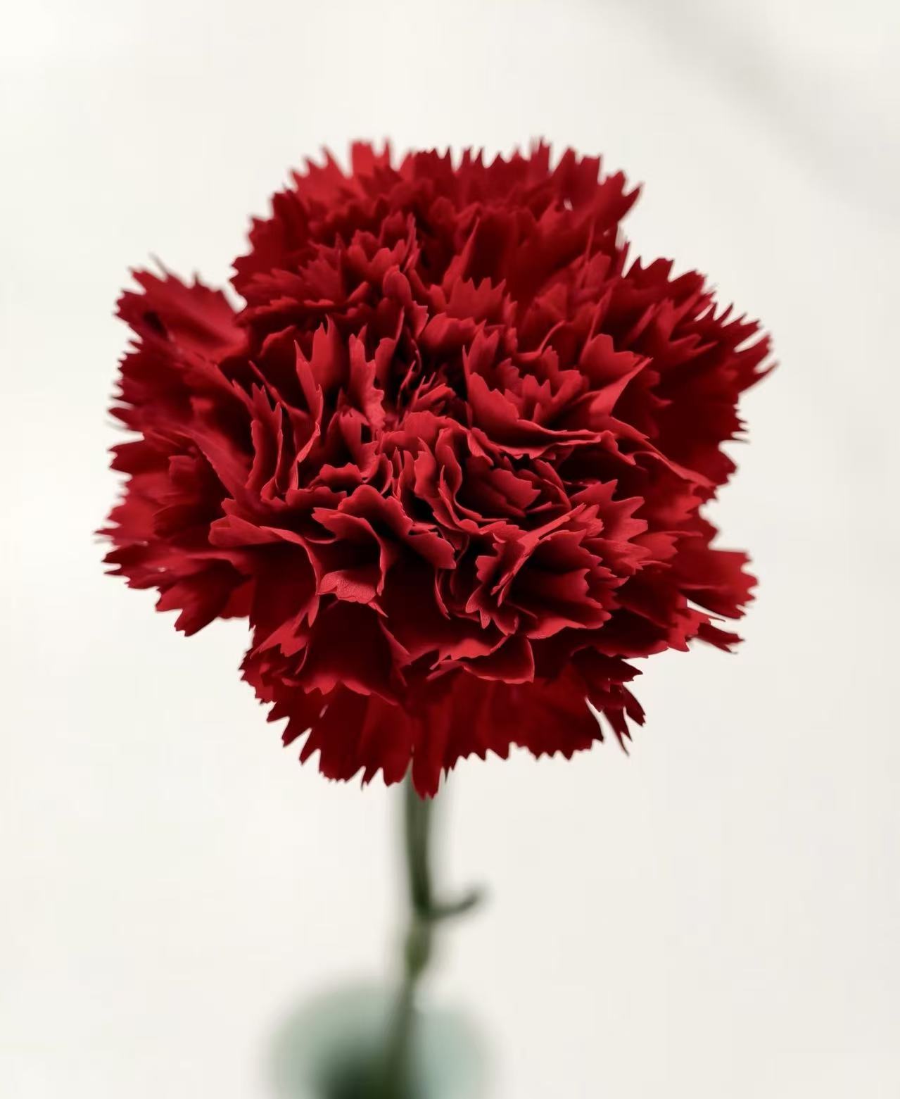 একমুখী লাল কার্নেশন Single-headed Red carnation