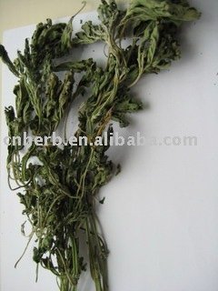 Motherwort herb