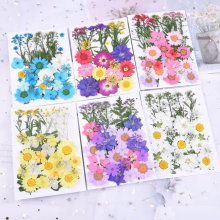 Factory Wholesale Natural Pressed Dry Flowers for Resin