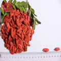 Wolfberry / Lycium Barbarum / superfoods goji meyveleri