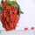 Wolfberry / Lycium Barbarum / superfoods goji berries