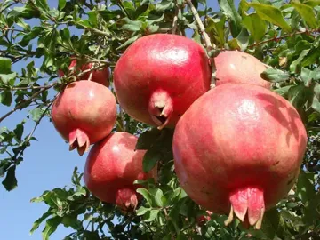 Rellow Colored Pomegranate Fruit from Bingchuan Black Pearl