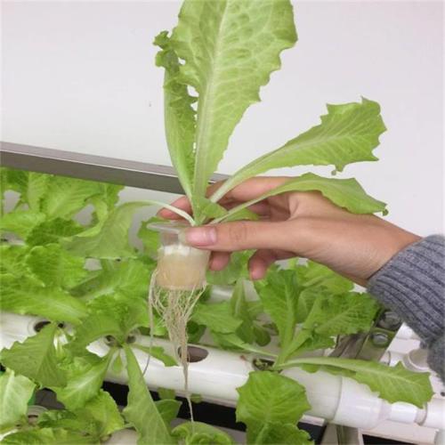 Home Garden Culture Kit Indoor System