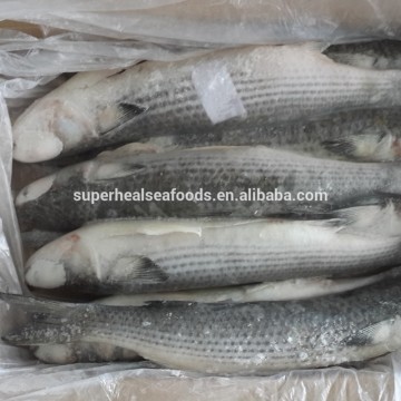Frozen fish Grey Gutted Mullet