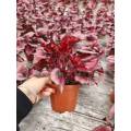 living plants begonia 12