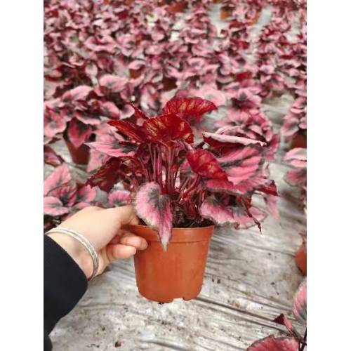 begonia 17 living plants suppliers