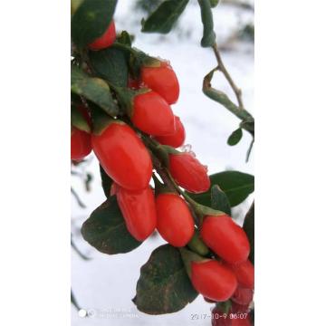 Ningxia High Quality Wholesale  Bulk goji berry