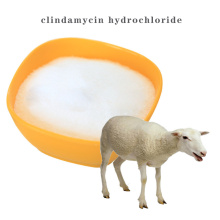 Active ingredients clindamycin hydrochloride Powder