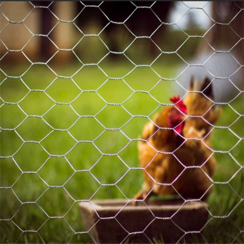 Cage à poulet en grillage hexagonal galvanisé