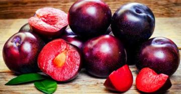 fresh new crop sweet plum