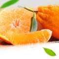 Fresh Citrus Fruits Juicy Oranges