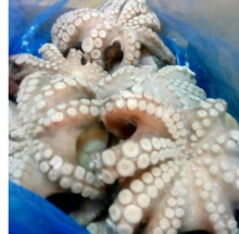frozen octopus for sale