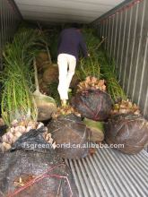 phoenix canariensis landscaping palm trees