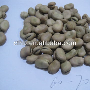 Origin from China Fava Beans