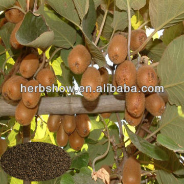 Kiwi fruit Seeds For cultivating