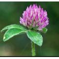 The Benifit of Red Clover Extract CAS 85085-25-2