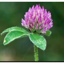 The Benifit of Red Clover Extract CAS 85085-25-2