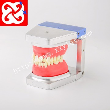 Oral Orthodontic Typodont Model and Replacement Alloy Teeth