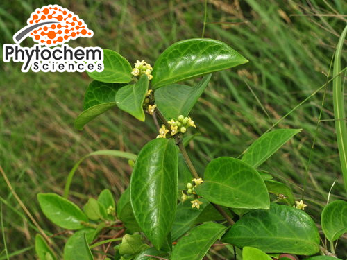 Pure gymnema sylvestre seeds reduce hyperglycemia