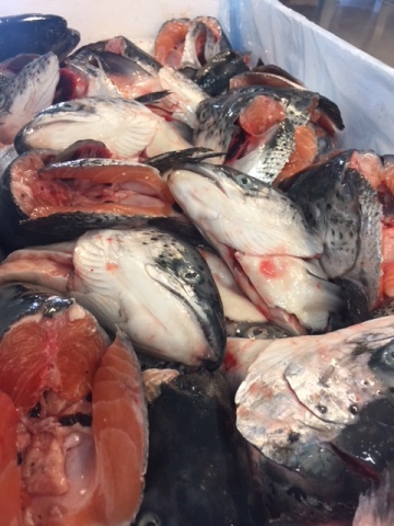 Frozen Salmon Heads 600g+