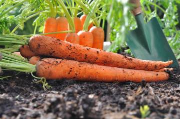 Nourishing fresh big size carrot