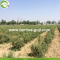 Wholesale Premium Nutrition Low Pesticide Goji Berries