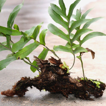 Drynariae Rhizoma root Gu sui bu chinese medicine