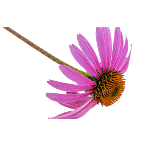 Vente chaude d&#39;extrait d&#39;herbe d&#39;Echinacea Purpurea en poudre