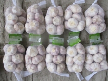 Normal White Garlic Crop 2019 Size 5.0
