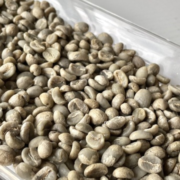 Yunnan Caturra Coffee Beans