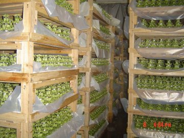 lucky bamboo nursery