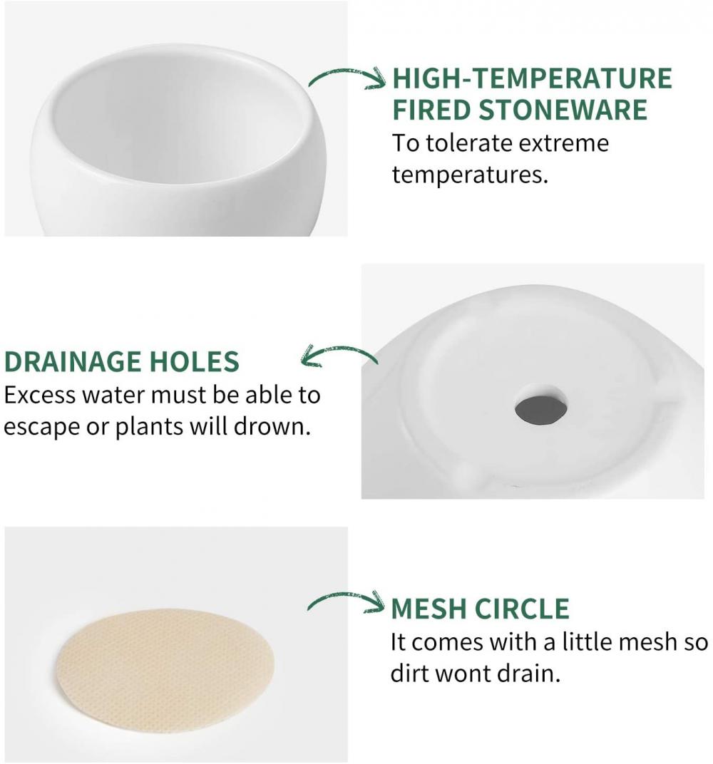 Tanaman dalam ruangan bunga segar dengan cawan lubang drainase