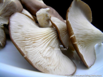 fresh vegetable canned abalone mushrooms