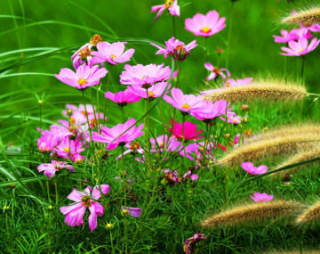 High germination tinctorial coreopsis seeds