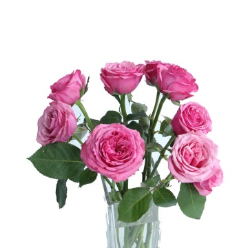 Wholesale High Quality Long Stem Natural Bulk Fresh Cut Roses From China