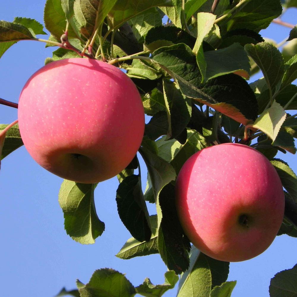 Geen was puur groen rijk rood Fuji