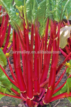 Hybrid red cabbage seeds for planted-Red Sword