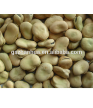 2016 Crop Broad Beans Fava Beans Price
