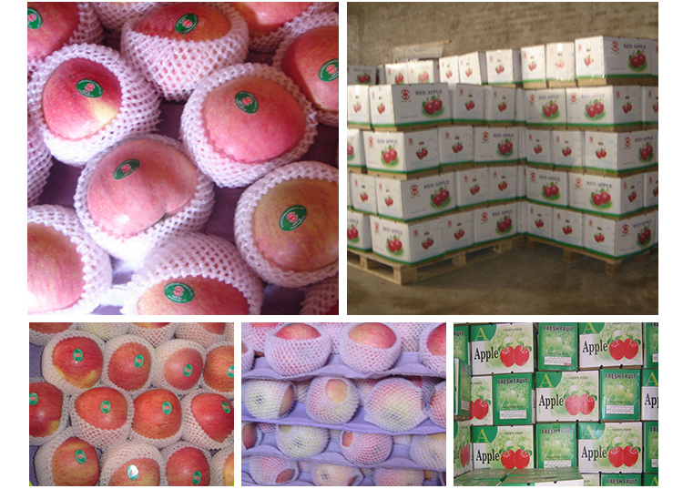 Shaanxi Fresh big red qinguan apple